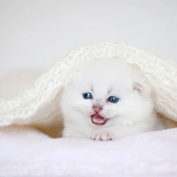 Kleines Kätzchen auf Kissen — Stockfoto