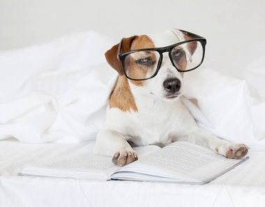 Kitaplı köpek