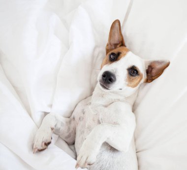 Köpek yatak uyku
