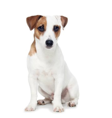 beyaz izole köpek