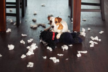 Beyaz köpek pampering