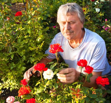 Bahçede güllerle ilgilenen bir adam