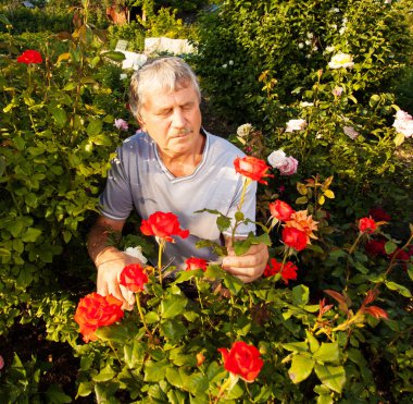 Bahçede güllerle ilgilenen bir adam