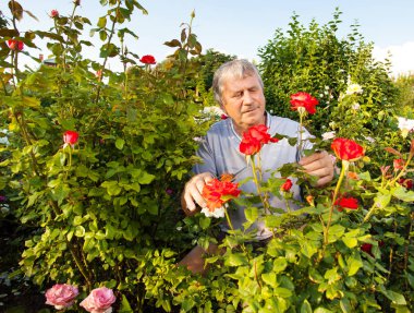 Bahçede güllerle ilgilenen bir adam