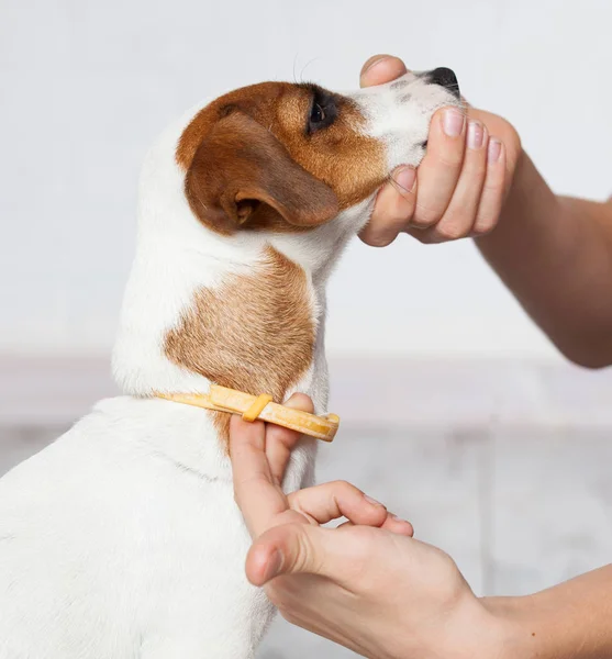 Coleira de cachorro contra pulgas e carrapatos — Fotografia de Stock