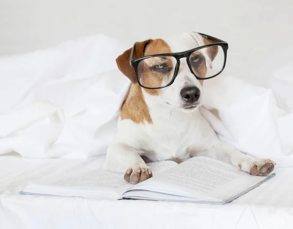 Dog with book — Stock Photo, Image