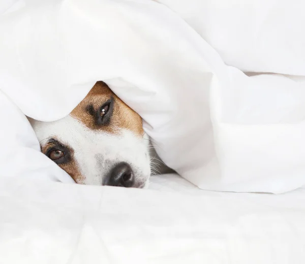 Dormir perro en la cama — Foto de Stock