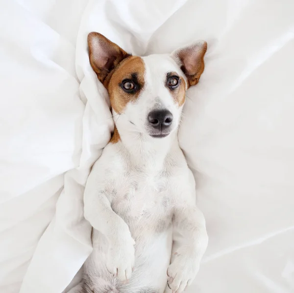 Hond op bed — Stockfoto