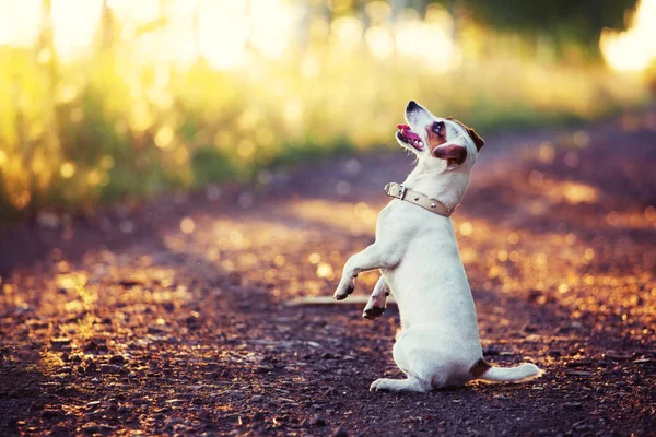 Treinamento de cães ao ar livre — Fotografia de Stock