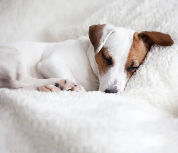 Perro durmiendo en una cama — Foto de Stock