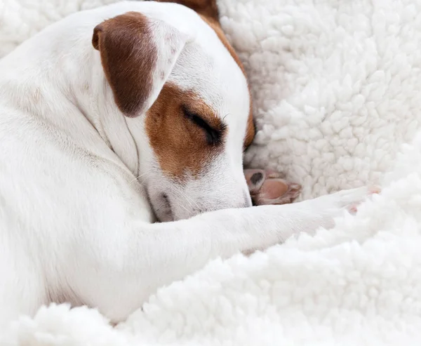 Dog sleeping on a bed — Stock Photo, Image