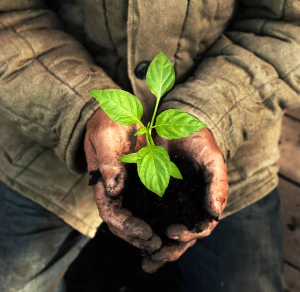 Mani che tengono alberello verde con terreno — Foto Stock