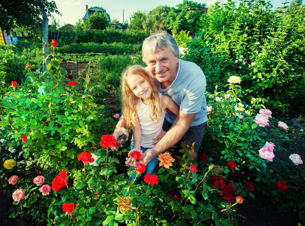 Man witn barn ta hand om rosor i trädgården — Stockfoto