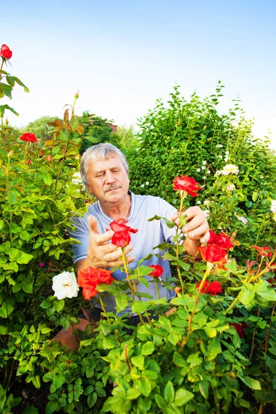 Man caring for roses in the garden Stock Picture