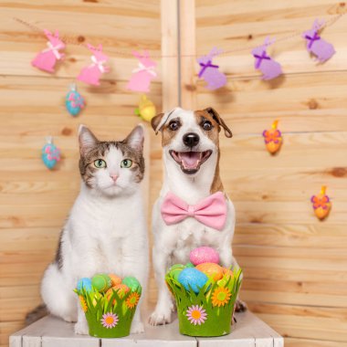 Kedi ve köpek Paskalya yumurtaları
