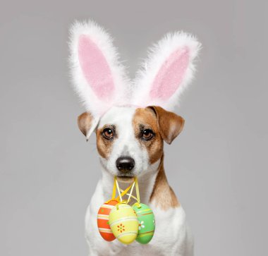 Paskalya yumurtası ile köpek