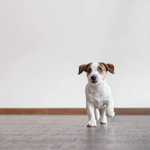 Cachorro corriendo en casa — Foto de Stock