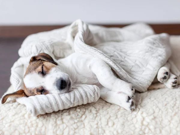 ลูกสุนัขนอนบนเตียงสุนัข — ภาพถ่ายสต็อก