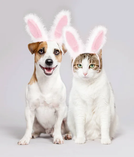 Chat et chien portant des oreilles de lapin de Pâques regardant dehors — Photo