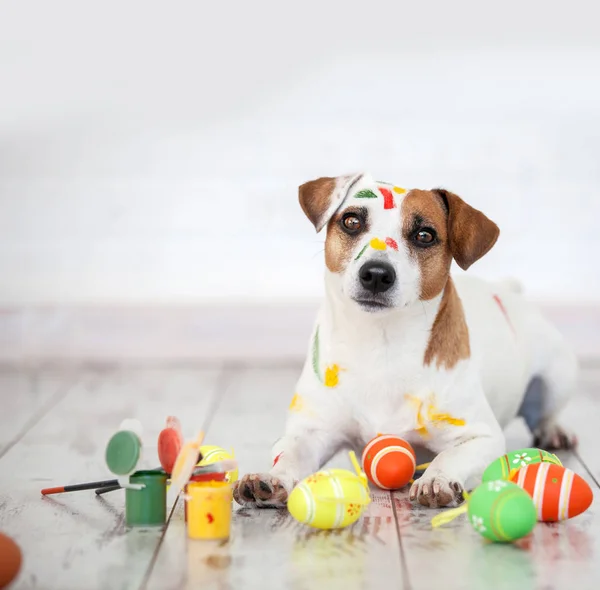 Cão com ovos de Páscoa pintados — Fotografia de Stock