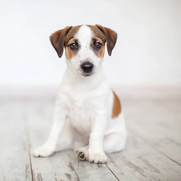 床に座っての子犬 ストックフォト