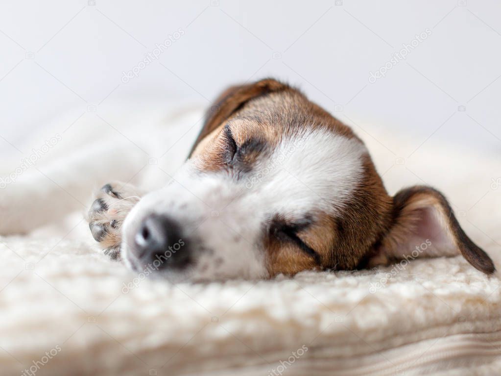 Sleeping puppy on dog bed