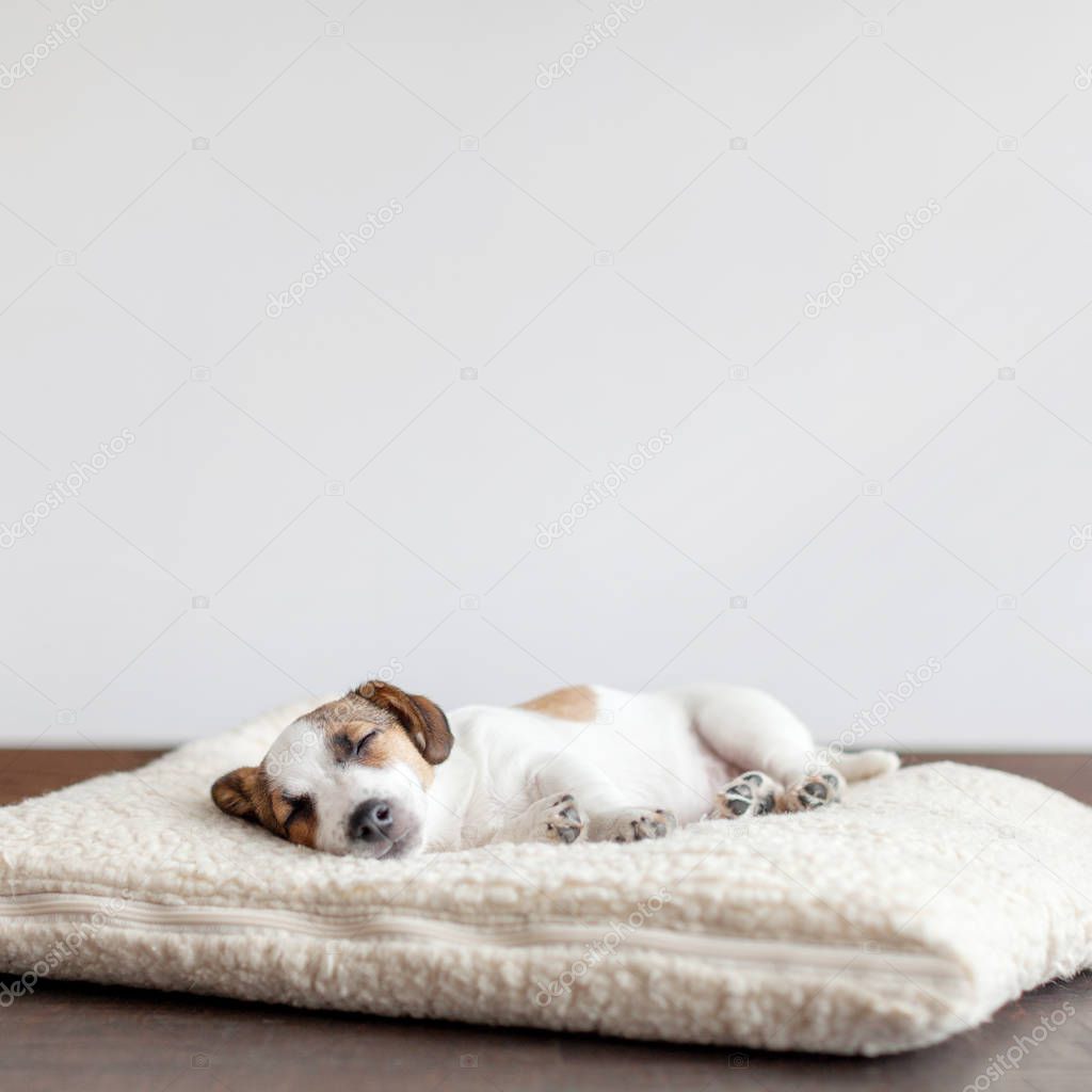 Sleeping puppy on dog bed