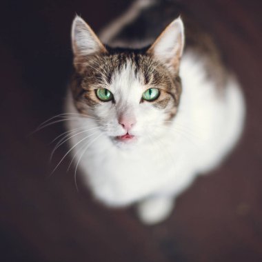 kedi arıyorum