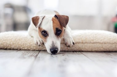 üzgün köpek vasıl ev