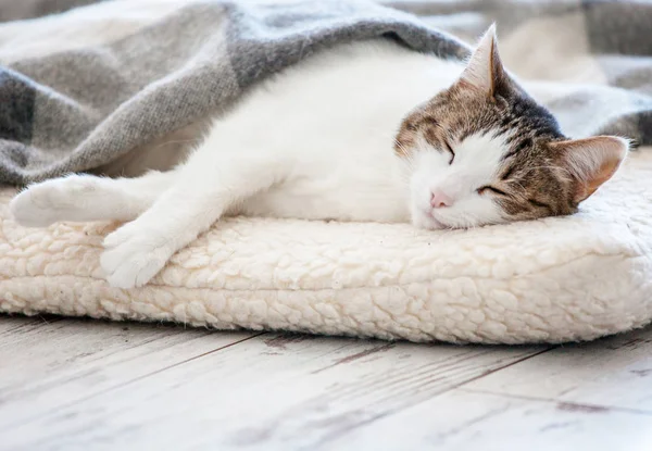 Katt som sover hemma — Stockfoto