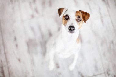 Köpek yukarı bakıyor.