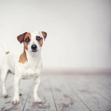 Evde Köpek