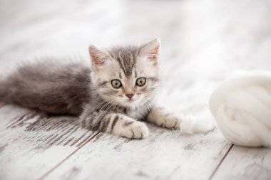 Meraklı gri kedicik