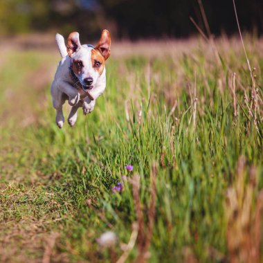 Dışarıda koşan köpek