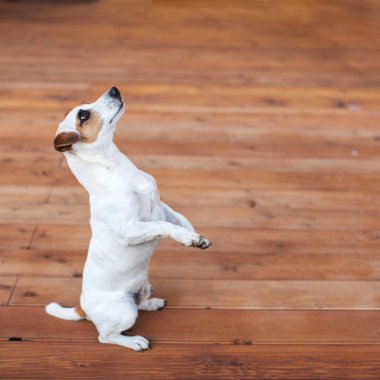Ahşap zeminde bir köpek