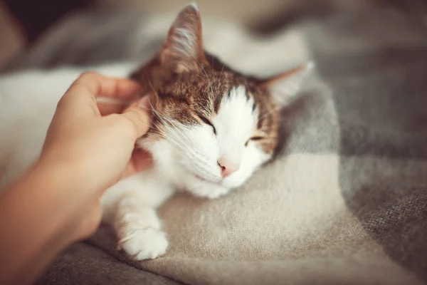 Woman petting a cat — ストック写真