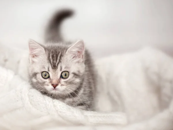 Ciekawy, szary kotek — Zdjęcie stockowe