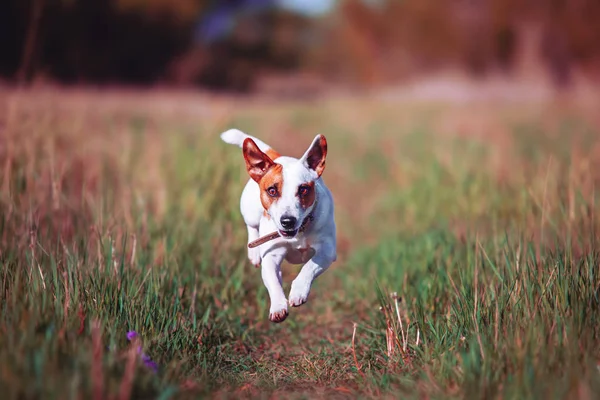 Hond Running buiten — Stockfoto