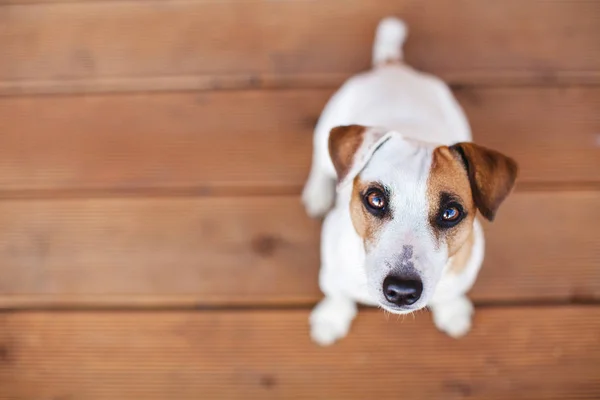 Ahşap zeminde bir köpek — Stok fotoğraf