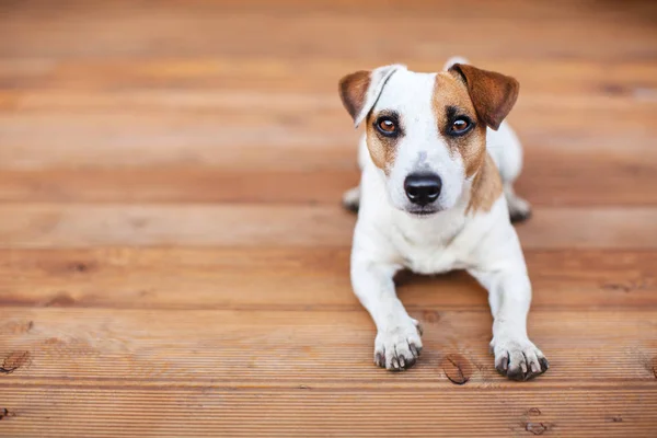 Ahşap zeminde bir köpek — Stok fotoğraf