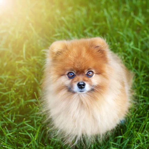 Pomeranian na grama — Fotografia de Stock