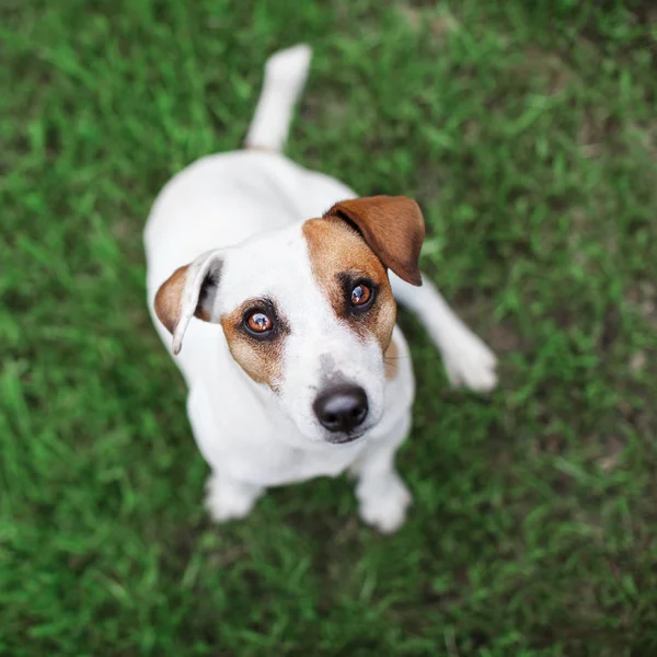 Hond op groen gras — Stockfoto