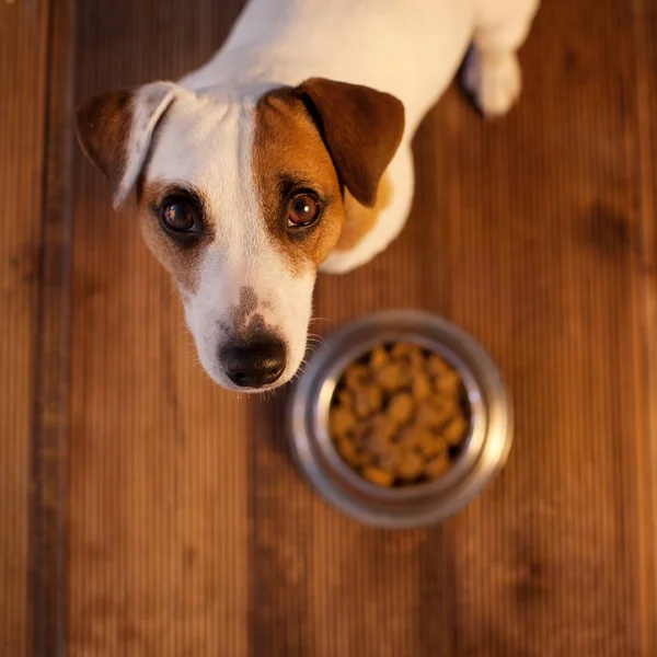 Mascotas comiendo comida — Foto de Stock