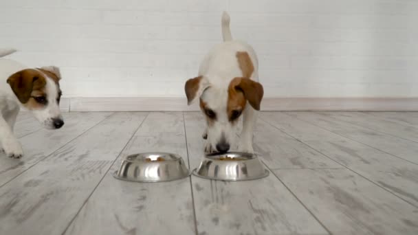 Две собаки едят пищу из миски — стоковое видео
