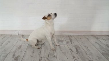 Akıllı köpek bir takla yok