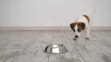 köpek kaseden yemek yeme
