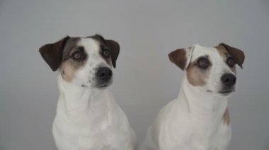 İki köpek evde oturuyor.