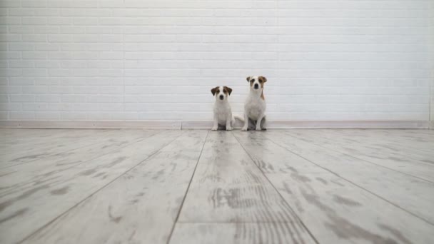 Dos perros sentados en casa — Vídeos de Stock