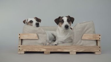 İki köpek evde oturuyor.