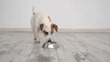 köpek kaseden yemek yeme